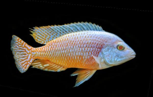 albino red empress
