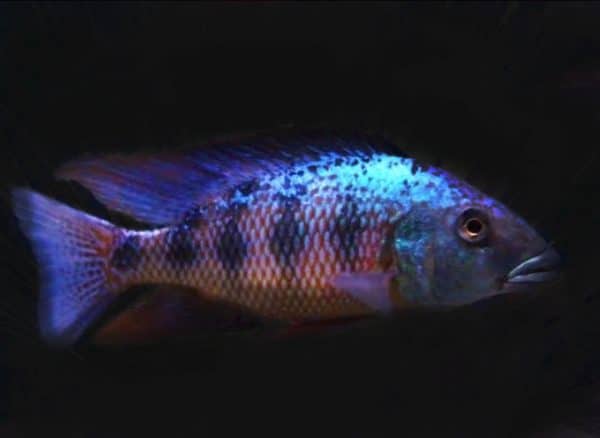 royal sienna rostratus