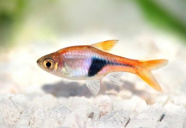 harlequin raspbora