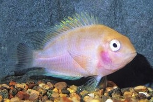 pearl honduran