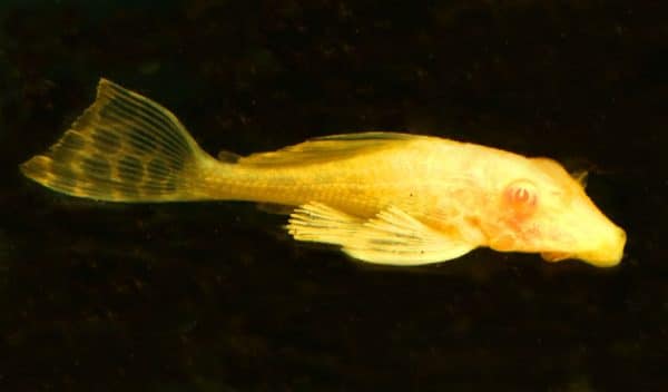 yellow pleco