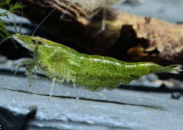 Green Jade Shrimp
