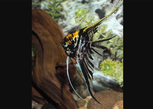 Marble Angelfish