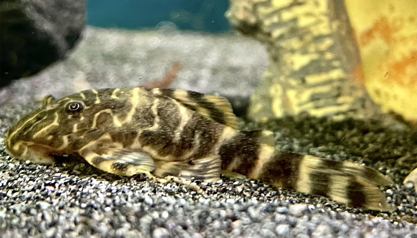 Tiger Clown Pleco L104 Live Fish Direct butterfly-plecostomus