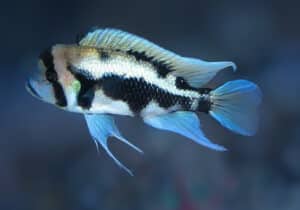 Black Widow Frontosa Cichlid in Aquarium