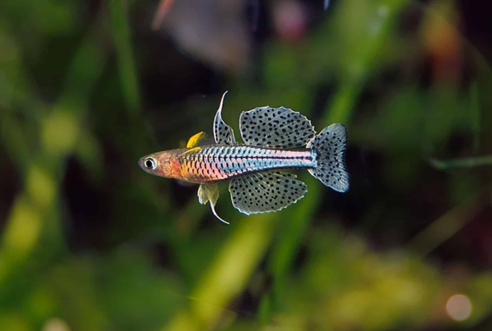 Blue Eye Gertrudae Rainbow Fish - Live Fish Direct