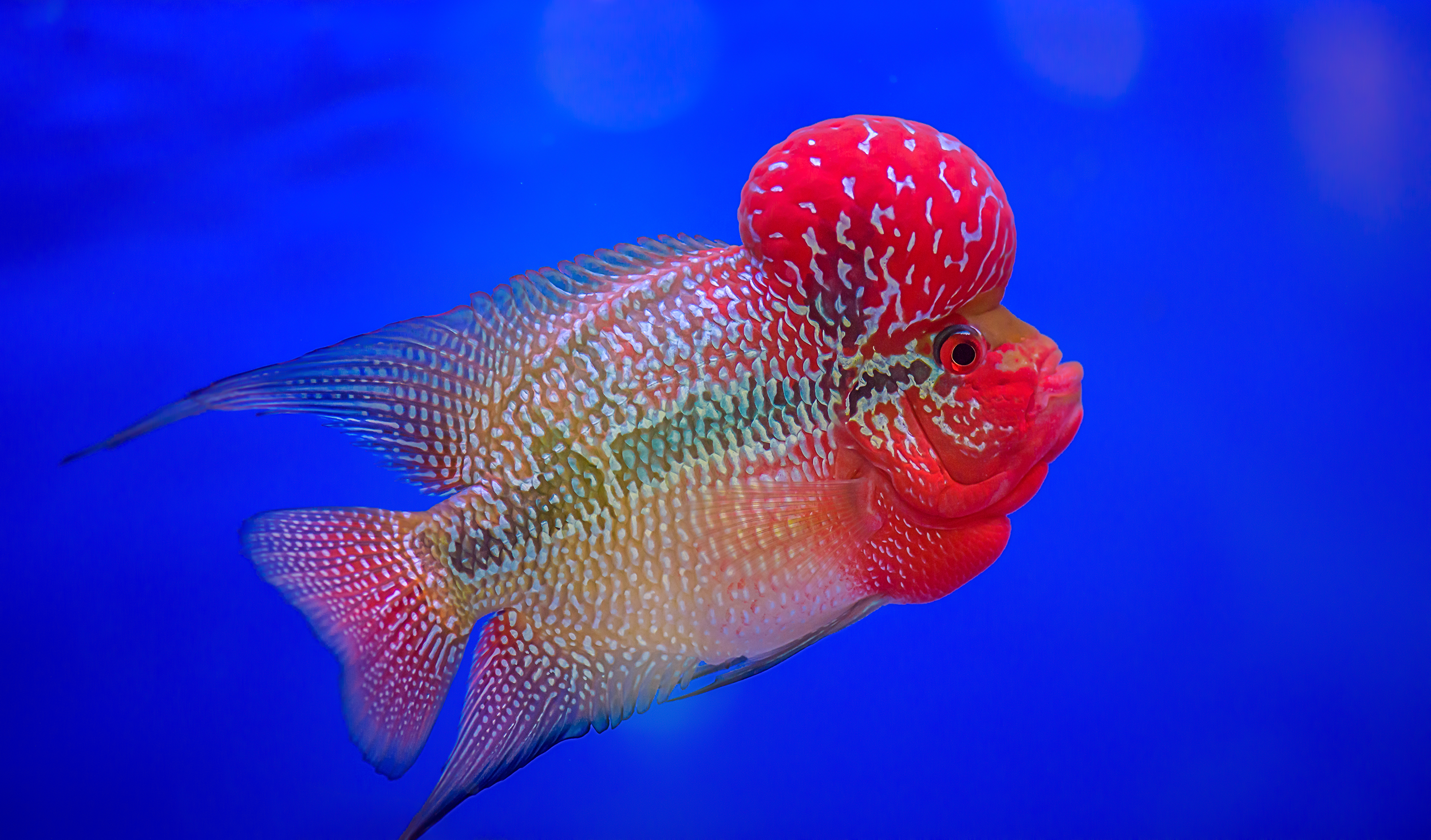 red-dragon-flowerhorn-half-res.png