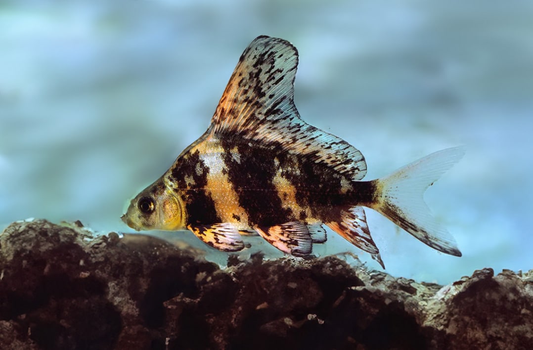 High Fin Banded Shark - Live Fish Direct