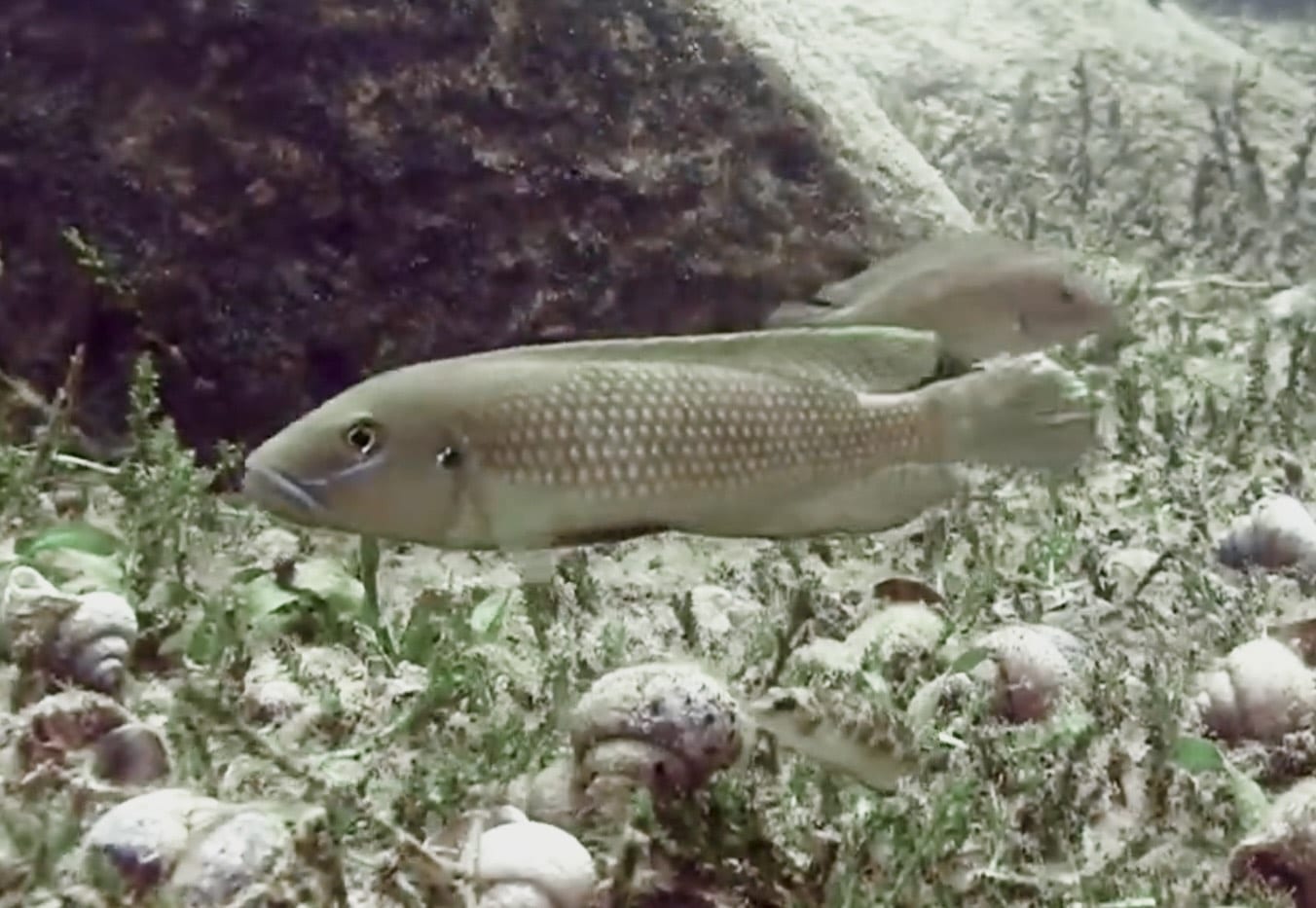 Lamprologus Callipterus Giant Shell Dweller - Live Fish Direct